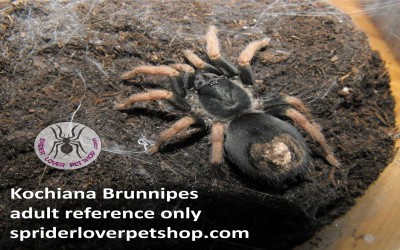 kochiana brunnipes unsex tarantula